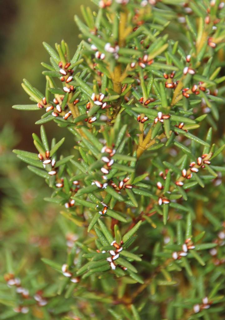 Marsh Sillyberry