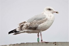 Larus argentatus
