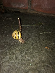 Cepaea nemoralis