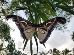 Epiphora albidus