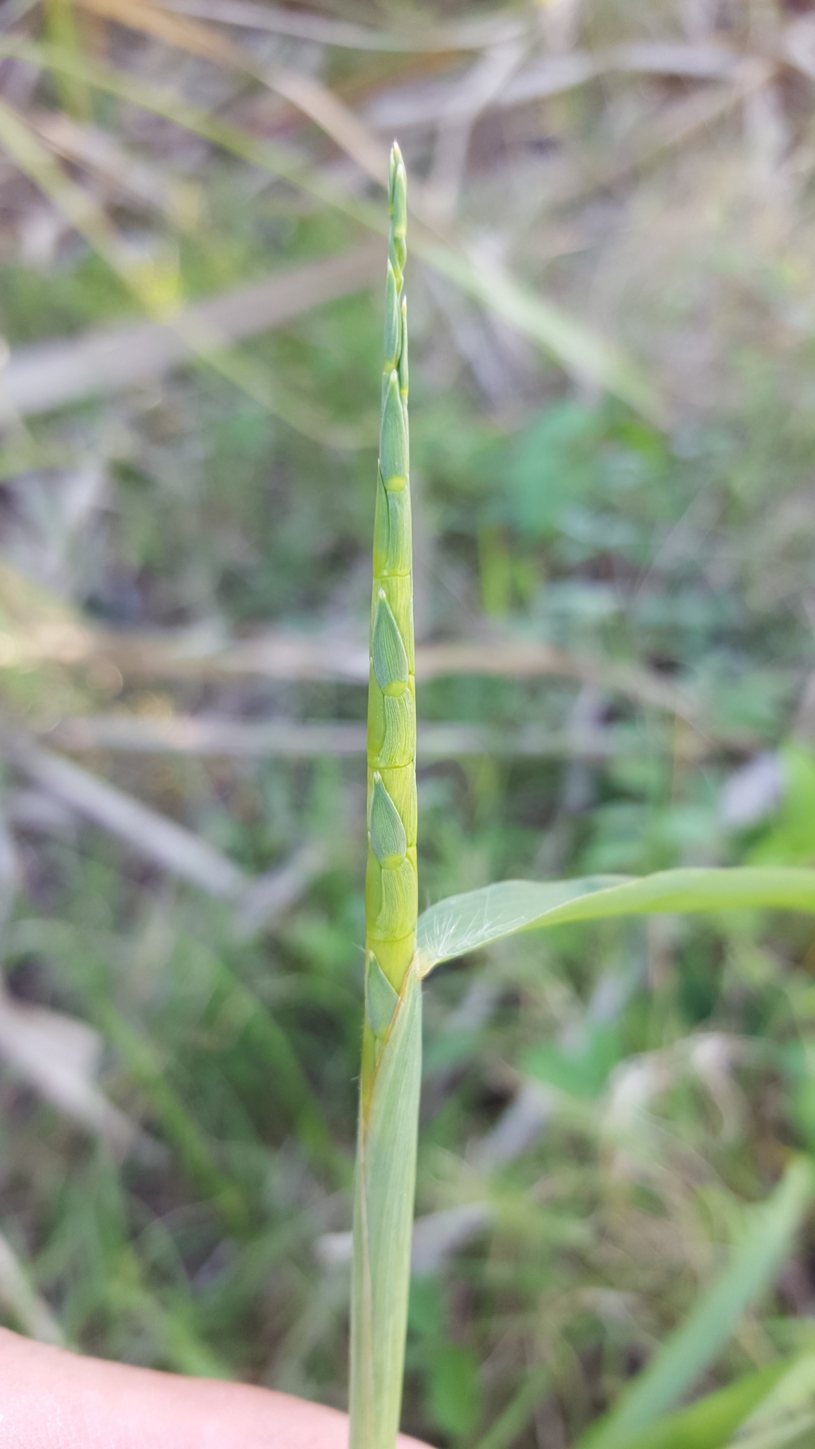 (c) François Rousseu, certains droits réservés (CC BY-NC) https://www.inaturalist.org/observations/94849944
