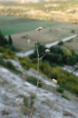 Gypsophila pallasii