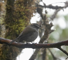 Ochthoeca fumicolor