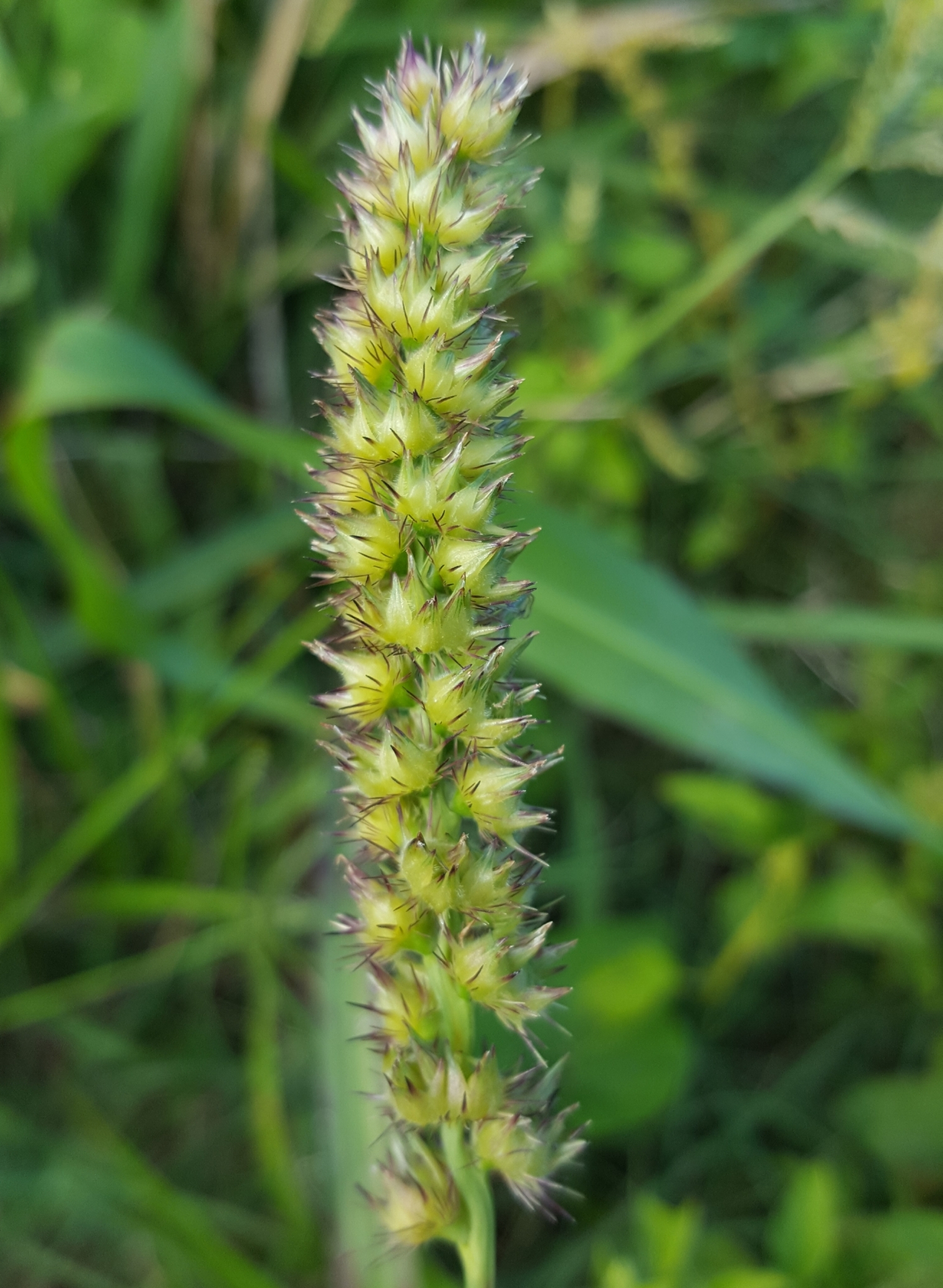 (c) François Rousseu, certains droits réservés (CC BY-NC) https://www.inaturalist.org/observations/94850049