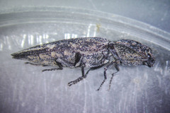 Danosoma obtectum