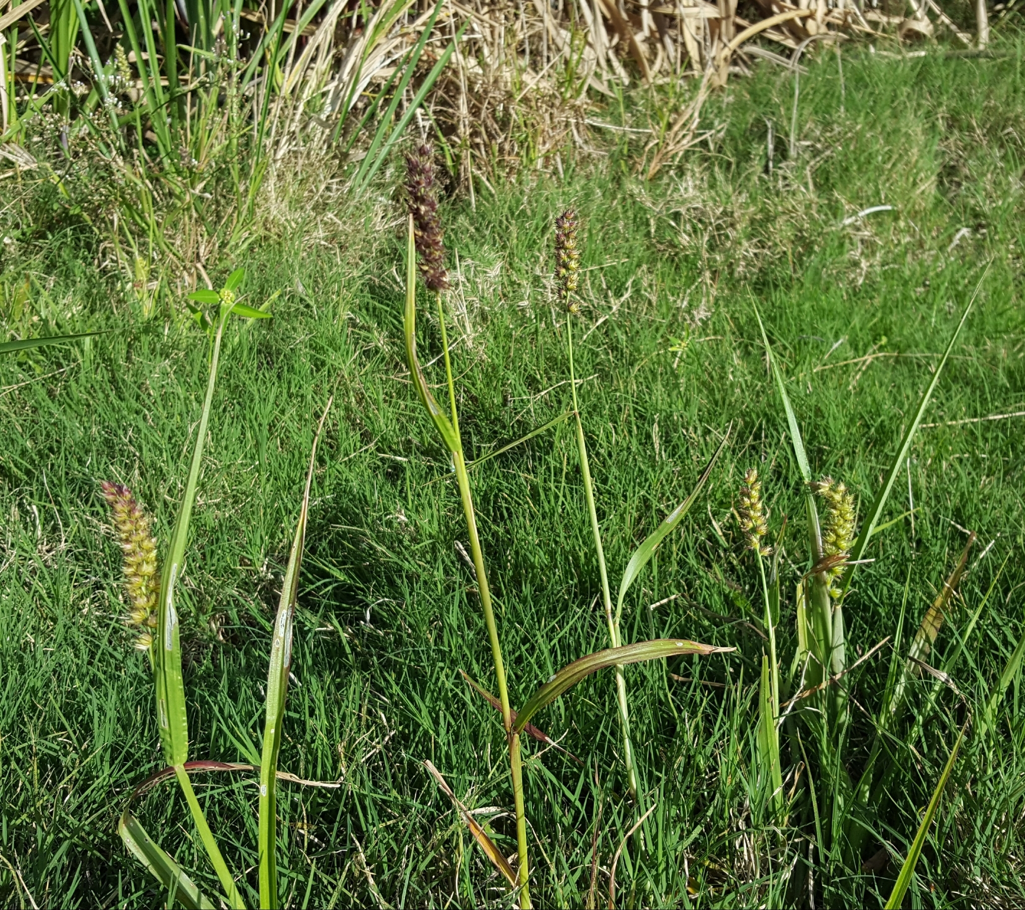 (c) François Rousseu, certains droits réservés (CC BY-NC) https://www.inaturalist.org/observations/94850049