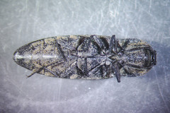Danosoma obtectum