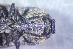 Danosoma obtectum