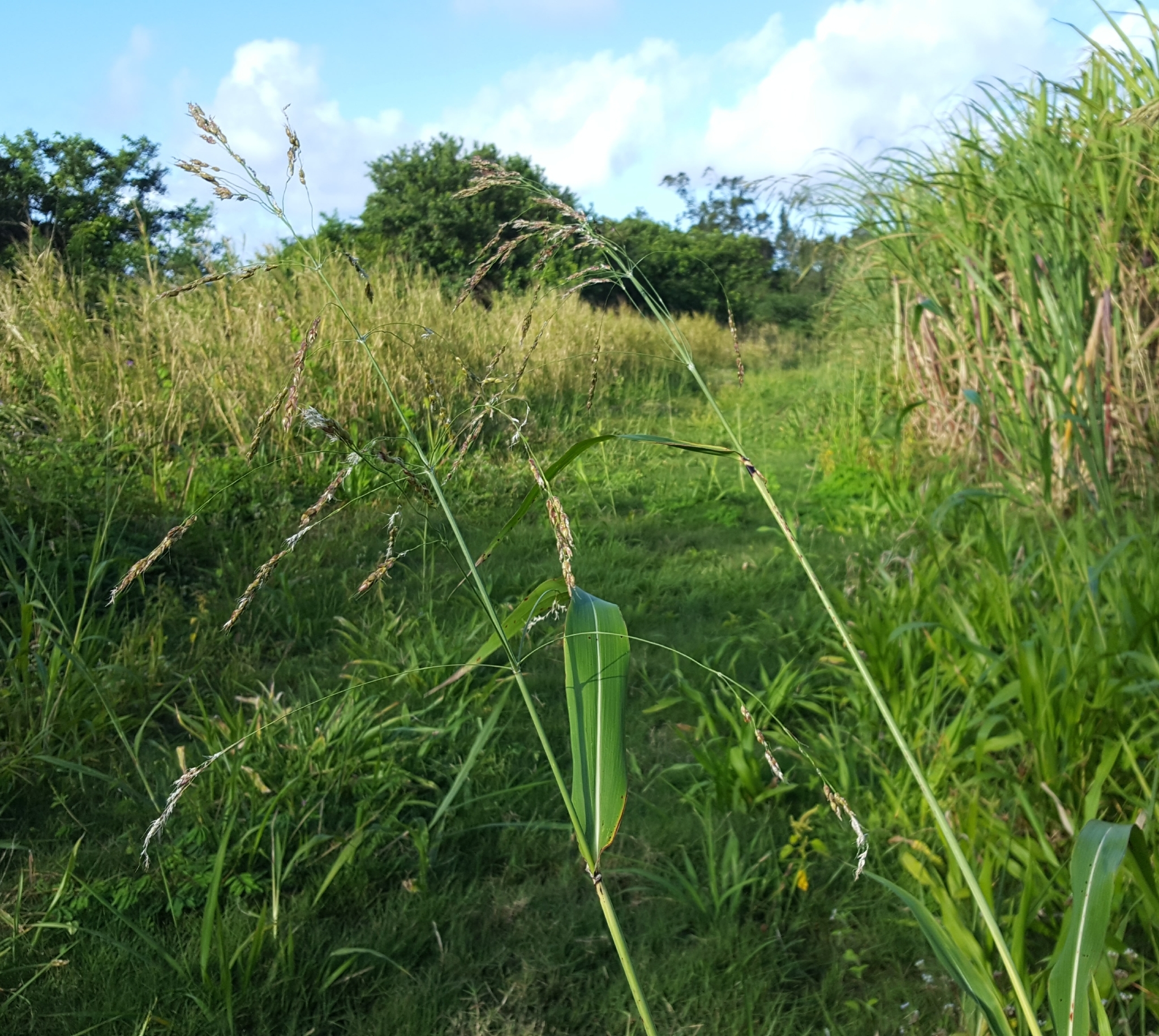 (c) François Rousseu, certains droits réservés (CC BY-NC) https://www.inaturalist.org/observations/94850152