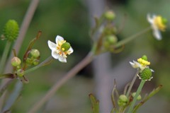 Ranunculus apiifolius