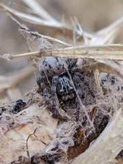 Stegodyphus lineatus