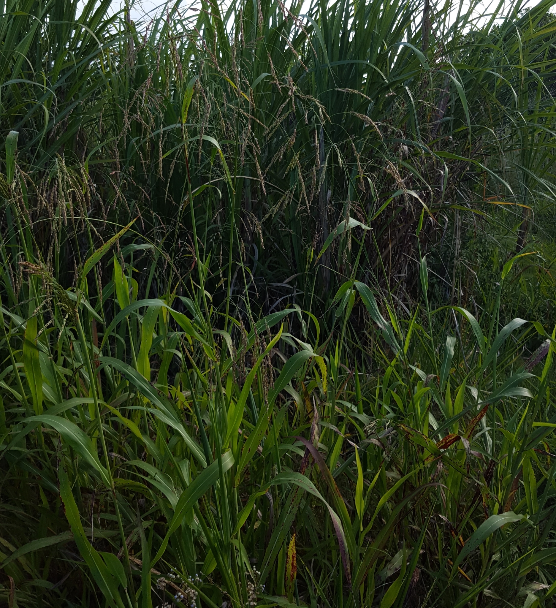 (c) François Rousseu, certains droits réservés (CC BY-NC) https://www.inaturalist.org/observations/94850152