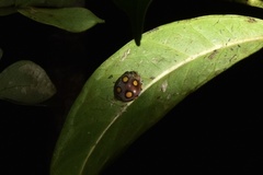 Henosepilachna proserpina
