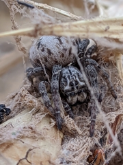 Stegodyphus lineatus