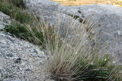Poa sterilis