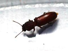 Acantholyctus cornifrons