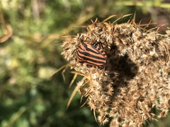 Graphosoma italicum italicum