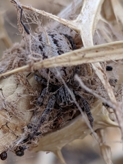 Stegodyphus lineatus