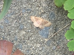 Apodrepanulatrix liberaria