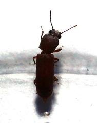 Acantholyctus cornifrons