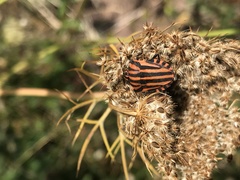 Graphosoma italicum italicum