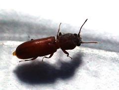Acantholyctus cornifrons