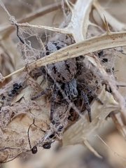 Stegodyphus lineatus