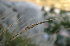 Poa sterilis