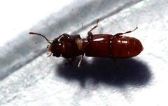 Acantholyctus cornifrons