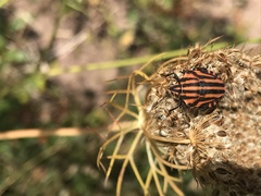 Graphosoma italicum italicum