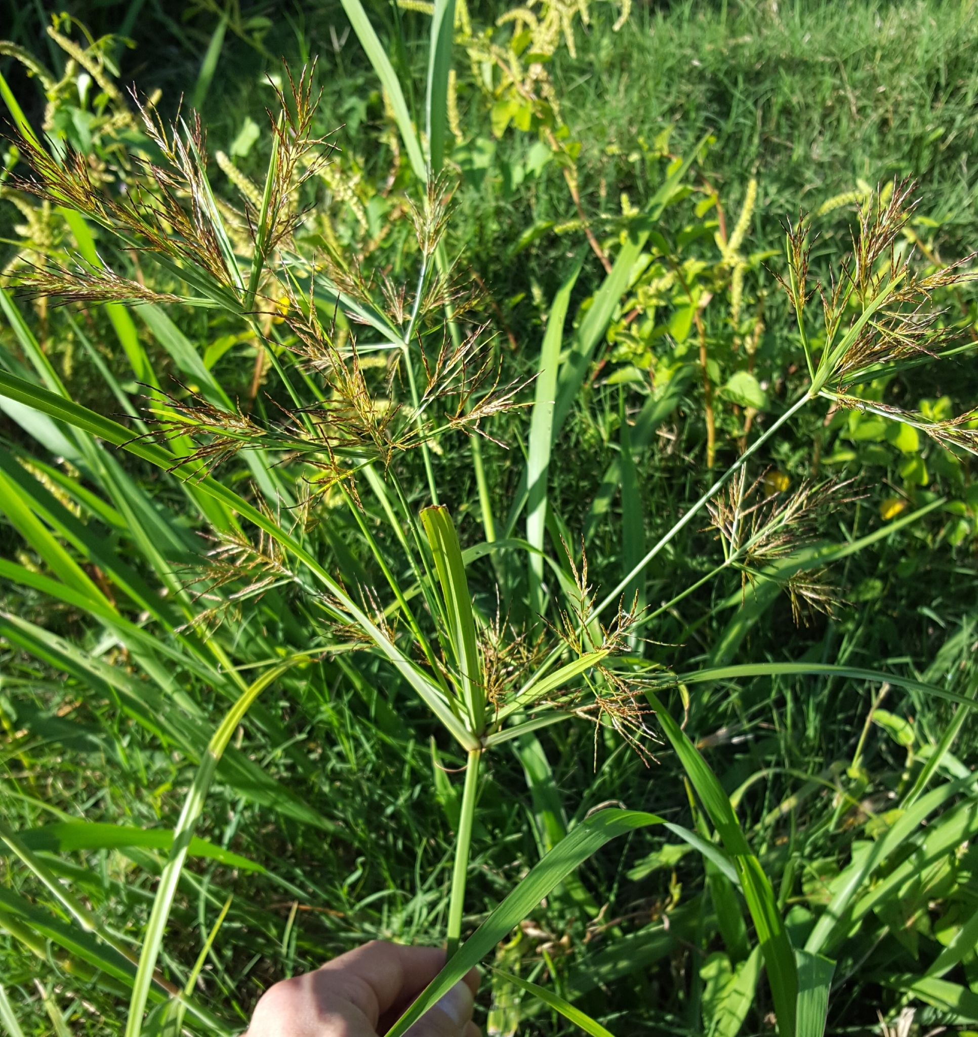 (c) François Rousseu, certains droits réservés (CC BY-NC) https://www.inaturalist.org/observations/94850232