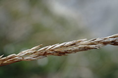 Poa sterilis