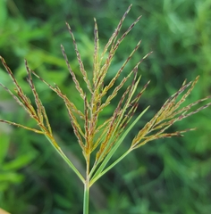 Cyperus distans
