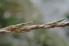 Poa sterilis