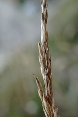 Poa sterilis