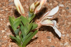 Lapeirousia spinosa
