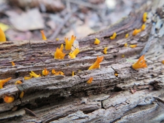 Calocera furcata