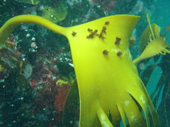 Laminaria pallida