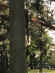 Sciurus carolinensis