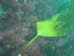 Laminaria pallida