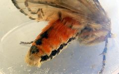 Pseudohemihyalea labecula