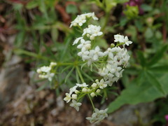 Galium pumilum