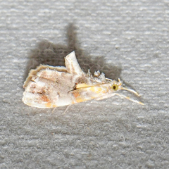 Glaphyria basiflavalis