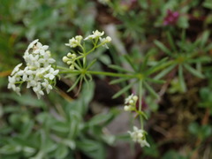 Galium pumilum