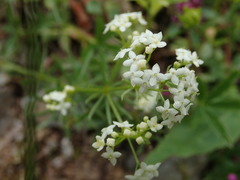 Galium pumilum