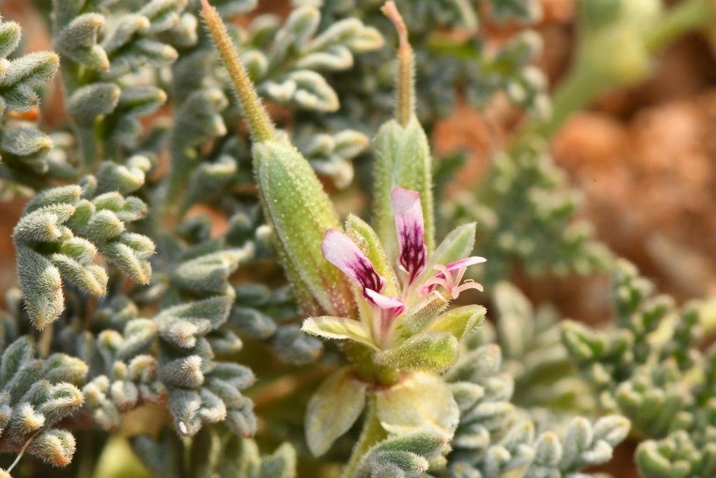 Pelargonium redactum