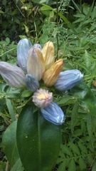 Gentiana × pallidocyanea