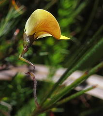 Aspalathus bracteata