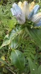 Gentiana × pallidocyanea