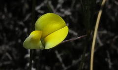 Aspalathus bracteata